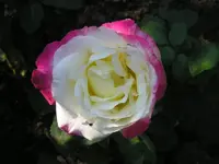 Double Delight zweite Blüte am 10.09..webp