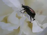 Maikäfer.webp