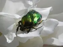 Pfingstrose m Käfer.webp