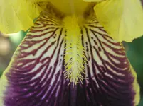 Schwertlilie.webp