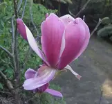 Magnolienbluete v.webp