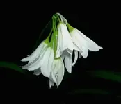 Scilla v.webp
