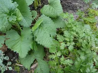 Blumen 144.webp