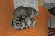 CIMG37941.webp