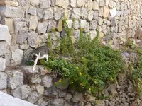 P1070230Cefalù.webp