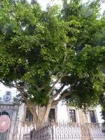 P1070409Palermo Ficus.jpg