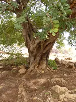 P1070509Zingaro.webp