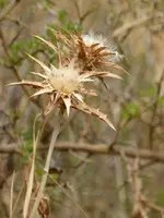 P1070512Zingaro.webp