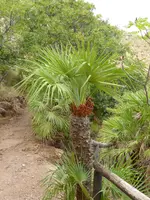 P1070523Zingaro sizilianische Palme.webp