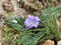 P1070531Zingaro Alraune.webp