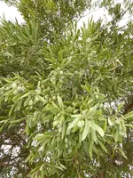 P1070607Agrigent Oliven.webp