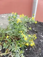 P1070739Ätna.webp