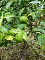 P1070785Zitronenplantage.webp