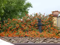 P1070790Zitronenplantage.webp