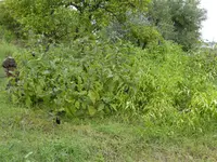 P1070801Zitronenplantage.webp