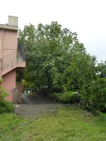 P1070805Zitronenplantage.webp