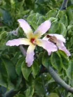 P1070878Naxos Kapokbaum.webp