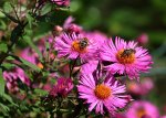 Herbstaster pink_Indian Summer_Wildbienen2_900.JPG