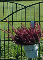 Erika_pink_in Garden_Hängetopf_800.webp
