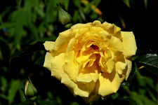 Rose_gelb_letzte Blüten_900.webp