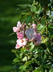 Perennial Blush_letzte Blüten_Indian Summer_800.JPG