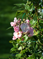 Perennial Blush_letzte Blüten_Indian Summer_800.webp