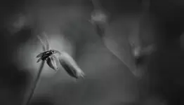 fliege.webp