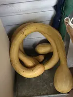 2017-10-07 Keulenzucchini Trombetta di Albenga.webp