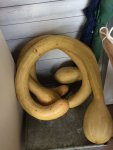 2017-10-07 Keulenzucchini Trombetta di Albenga.jpg
