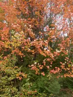 PA070509.webp
