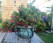 Fuchsien im Herbst.webp