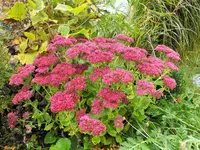 DSCF0200 (2).webp