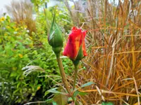 DSCF0202 (2).webp