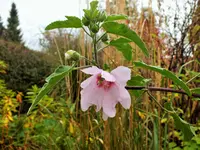 DSCF0205 (2).webp