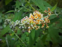 DSCF0206 (2).webp