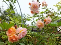 DSCF0208 (2).webp