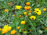 DSCF0209 (2).webp