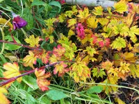 DSCF0210 (2).webp
