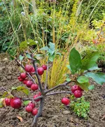 DSCF0211 (2).webp