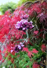 DSCF0213 (2).webp