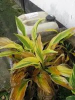 007_576x768.webp