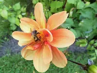 DSCI2233 (1).webp