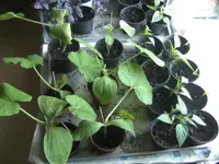BILD3913.webp