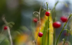 _MG_9203.webp