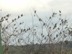 DSC02401.JPG
