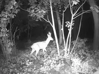 DSCF00290.webp