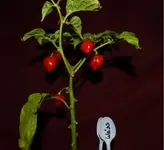 Red Skorpion.webp