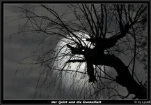 C__Boreasbaum02.webp