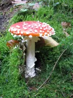 fliege_576x768.webp