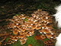 hallimasch_1024x768.webp